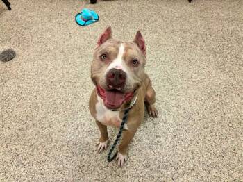 Pit Bull Terrier and Mixed Breed Dogs Available for Adoption in Colorado Springs, Colorado - DAMON | PetCurious