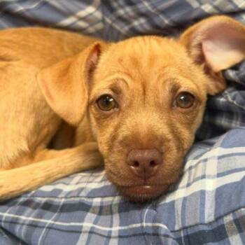JELLY BEAN -  Chihuahua and Mixed Breed Dog for Adoption in San Juan Capistrano, California - JELLY BEAN | PetCurious