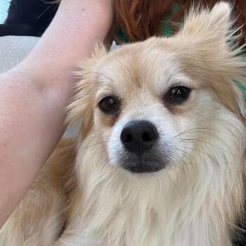 Azgard OS NV -  Chihuahua and Papillon Dog for Adoption in Las Vegas, Nevada - Azgard OS NV | PetCurious