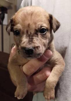 Labrador Retriever and Australian Shepherd Dogs Available for Adoption - Ribbon | PetCurious