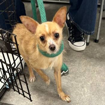 Rescue Mixed Breed Dogs for Adoption in Philadelphia, Pennsylvania - Ruckus | PetCurious