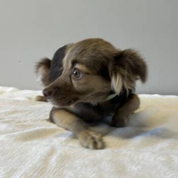 IVHS-Stray-143095 -  Chihuahua and Papillon Dog for Adoption in San Gabriel, California - IVHS-Stray-143095 | PetCurious
