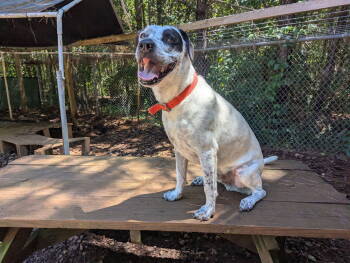 Rescue Hound Dogs for Adoption in Mccormick, South Carolina - Patch | PetCurious