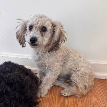 Fergus -  Terrier Dog for Adoption in Sonoma, California - Fergus | PetCurious
