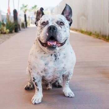 Rescue Mixed Breed Dogs for Adoption in Palm Springs, California - Jefe | PetCurious