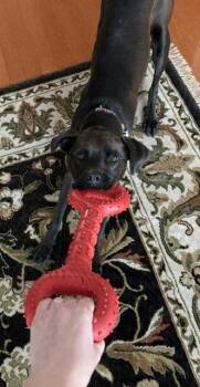 Labrador Retriever and Boxer Dogs Available for Adoption in San Diego, California - Winnie | PetCurious