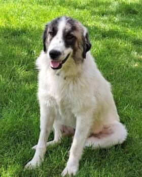 May -  Great Pyrenees Dog for Adoption in Brooklyn Center, Minnesota - May | PetCurious