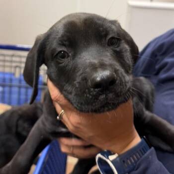 Lovey Dovey -  Labrador Retriever and Cane Corso Dog for Adoption in Midland, Texas - Lovey Dovey | PetCurious