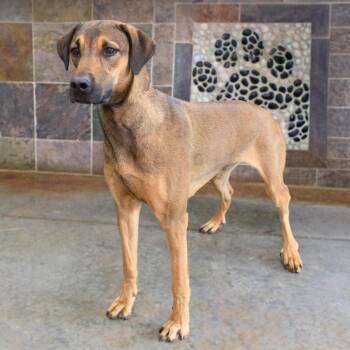 Doberman Pinscher Dogs Available for Adoption - Lilo | PetCurious