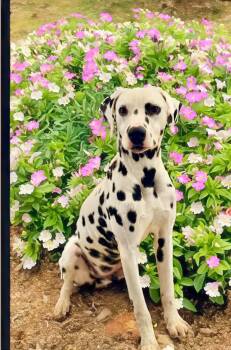 Dalmatian Dogs Available for Adoption - Pongo | PetCurious