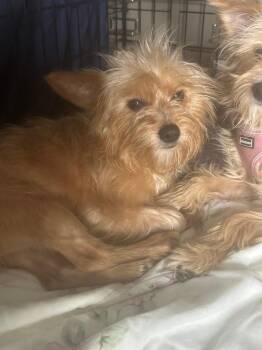 Finn -  Yorkshire Terrier Dog for Adoption in Pine Grove, Pennsylvania - Finn | PetCurious