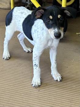 MOBY -  Rat Terrier and Jack Russell Terrier Dog for Adoption in Rossford, Ohio - MOBY | PetCurious