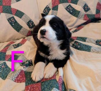 Zapata -  Retriever and Mixed Breed Dog for Adoption in Calgary, Alberta - Zapata | PetCurious