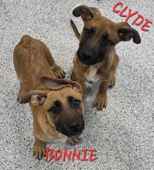 Belgian Shepherd Malinois Dogs Available for Adoption in Momence, Illinois - Bonnie & Clyde | PetCurious