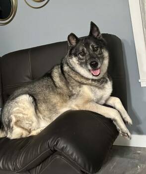 Drogo -  Norwegian Elkhound Dog for Adoption in Lafayette, Indiana - Drogo | PetCurious