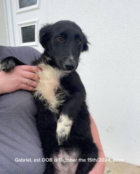 Rescue Labrador Retriever and Mixed Breed Dogs for Adoption in Shrewsbury, Massachusetts - Gabriel | PetCurious