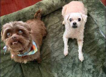 Sammy Jo -  Maltese Dog for Adoption in Kettering, Ohio - Sammy Jo | PetCurious