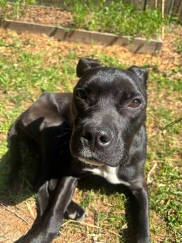 Pit Bull Terrier Dogs Available for Adoption in Richmond, Virginia - Orchid | PetCurious