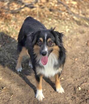 Calvin -  Australian Shepherd Dog for Adoption in Lincoln, Nebraska - Calvin | PetCurious