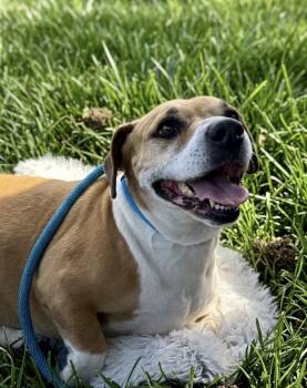 Winnie -  Beagle and Bulldog Dog for Adoption in Claremont, California - Winnie | PetCurious