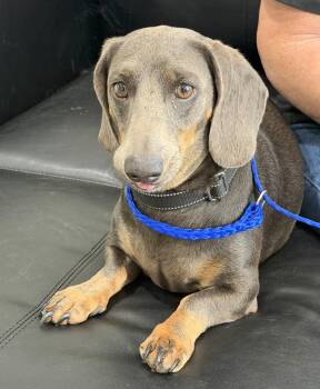 Oscar -  Dachshund Dog for Adoption in Blue Springs, Missouri - Oscar | PetCurious