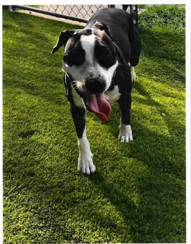 Annie Ann -  American Staffordshire Terrier Dog for Adoption in Trenton, New Jersey - Annie Ann | PetCurious