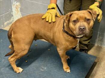 Pit Bull Terrier Dogs Available for Adoption in Woodland, California - LUNA | PetCurious