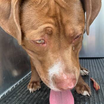 Colorado -  Pit Bull Terrier Dog for Adoption in Saint Joseph, Missouri - Colorado | PetCurious