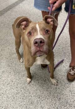 Azlan -  Pit Bull Terrier and Mixed Breed Dog for Adoption in Kansas City, Missouri - Azlan | PetCurious