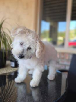 Pixie **Available for Foster-to-Adopt** -  Maltese and Poodle Dog for Adoption in New York, New York - Pixie **Available For Foster-to-Adopt** | PetCurious