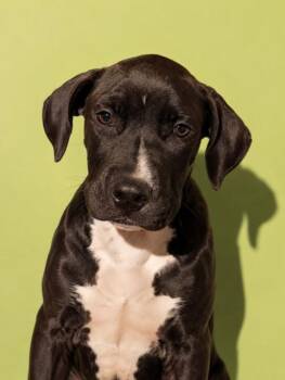 NACHO -  Mixed Breed Dog for Adoption in Jacksonville, Florida - NACHO | PetCurious