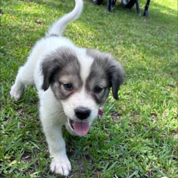Sassafras & Aspen - the cutest, fluffy girl pups -  Great Pyrenees Dog for Adoption in Houston, Texas - Sassafras & Aspen - The Cutest, Fluffy Girl Pups | PetCurious