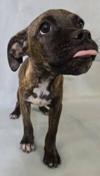 Jolie -  Catahoula Leopard Dog and Mixed Breed Dog for Adoption in Morton Grove, Illinois - Jolie | PetCurious