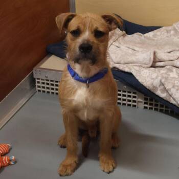 Littles -  Mixed Breed Dog for Adoption in Saint Charles, Missouri - Littles | PetCurious