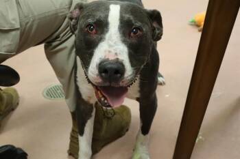Rescue Mixed Breed Dogs for Adoption in Columbia, South Carolina - JOEY | PetCurious