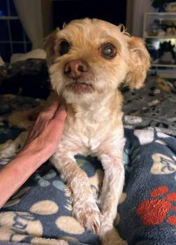 Poodle and Terrier Dogs Available for Adoption in Scottsburg, Indiana - Homer | PetCurious