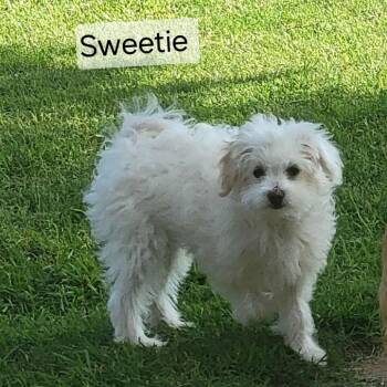 Rescue Shih Tzu and Chihuahua Dogs for Adoption in Oswego, Illinois - Sweetie | PetCurious