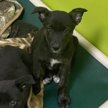 Hera -  Shepherd and Mixed Breed Dog for Adoption in Spokane, Washington - Hera | PetCurious