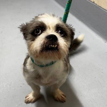 Darlene -  Terrier and Mixed Breed Dog for Adoption in Concord, North Carolina - Darlene | PetCurious