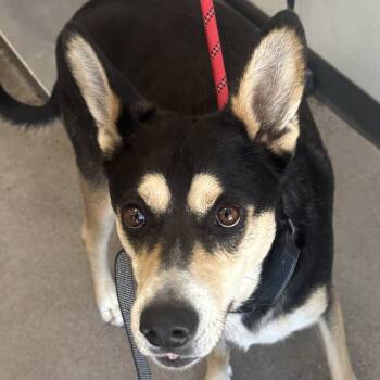 Rescue Mixed Breed Dogs for Adoption in Las Cruces, New Mexico - Lucky | PetCurious