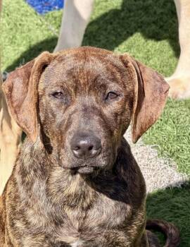 Fauna -  Hound Dog for Adoption in Kutztown, Pennsylvania - Fauna | PetCurious