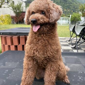 Miniature Poodle Dogs Available for Adoption in Johns Creek, Georgia - COCO | PetCurious