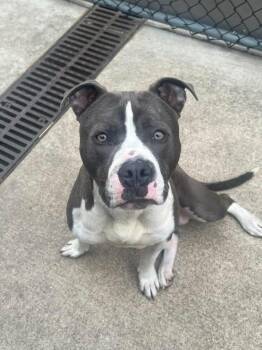 Pit Bull Terrier Dogs Available for Adoption in Chicago, Illinois - Brindamoor | PetCurious