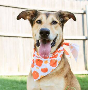 Rescue Shepherd and German Shepherd Dog Dogs for Adoption in North Richland Hills, Texas - Gilly | PetCurious