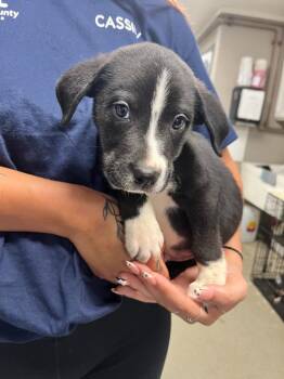 Mclovin -  Terrier Dog for Adoption in Hopkinsville, Kentucky - Mclovin | PetCurious