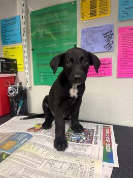 Buford -  Mixed Breed Dog for Adoption in Sorrento, Louisiana - Buford | PetCurious
