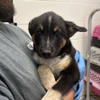 Shepherd Dogs Available for Adoption in Gloucester, Virginia - Gideon | PetCurious
