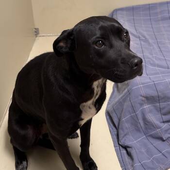 Waffle Cone -  Mixed Breed Dog for Adoption in Philadelphia, Pennsylvania - Waffle Cone | PetCurious