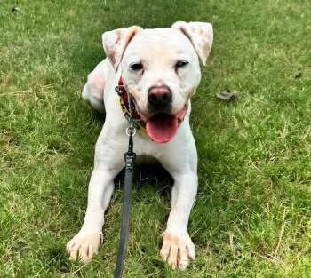 Coleman Frosty -  American Bulldog and Pointer Dog for Adoption in Roswell, Georgia - Coleman Frosty | PetCurious