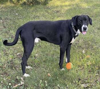 Rescue Cane Corso and Labrador Retriever Dogs for Adoption in Winnipeg, Manitoba - Goofy | PetCurious